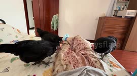 Chickens try to wake owner in bedroom in Beijing, China