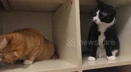 Two playful cats turn a peaceful cabinet hangout into a lighthearted scuffle in Hebei, China