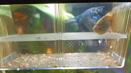 The Little Fish With Big Eyes
