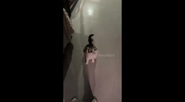 Adorable Munchkin cat stands and pleads in Guangdong, China