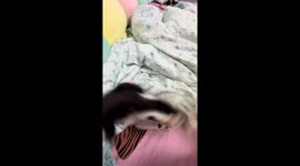 Playful kitten rolls and runs on bed in Zhejiang, China