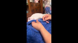 Mischievous cat interrupts sewing in Jiangsu, China