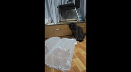 Funny cat plays with inflatable air column bags in Sichuan, China