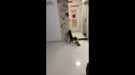 Cats climb wall to shelves in Hunan, China