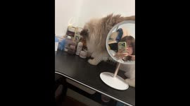 Cat drops makeup container in Liaoning, China