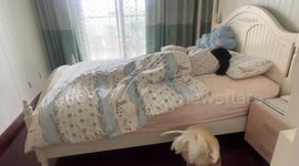 Rooster acts as personal alarm clock in Sichuan, China