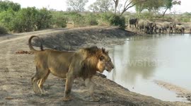 Incredible stand-off between massive herd of thirsty elephants and lazy full-bellied lion pride at the waterhole