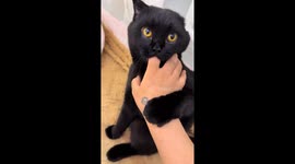 Gentle Scottish Fold cat playfully nibbles owner’s finger in Liaoning, China