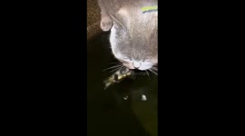 Turtle tries to bite cat's tongue in Ireland