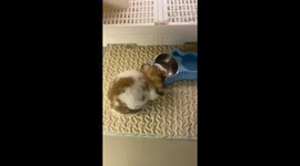 Hungry Holland Lop rabbit keeps tossing its food bowl in Shanxi, China