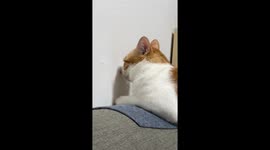 Cat appears to have a sad moment in Guangdong, China