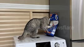 Cat struggles to get food from pack in Zhejiang, China