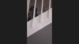 Bluetick Coonhound And Raccoon Friend Up To No Good