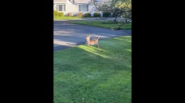 'Dwarf' deer sighting goes viral, racking up 20 million views overnight