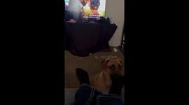 Dog fascinated by owner’s deep voice in Dayton, USA
