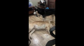 Husky playfully wakes up sleepy golden retriever in Jiangxi, China
