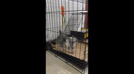 Kitten struggles to exit cage in Chongqing, China