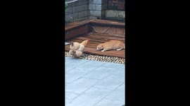 Buff Orpington chicken and a ginger tabby cat playfully fight over food in Guangdong, China