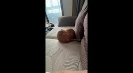Kitten playfully attacks owner in China
