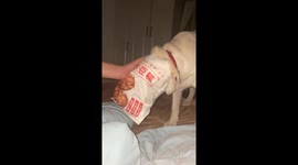 Dog’s head gets stuck in food bag in Hebei, China