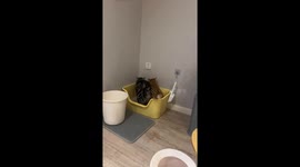 Cat loses balance in litter box in Sichuan, China
