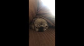 Stitch Isn't Ready to Get Out of Bed