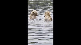 Two Brown Bears Splash And Play At Brooks Falls