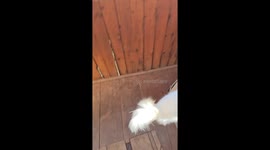 Cat Olympian