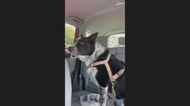 Dog Barks at Cat Sticker