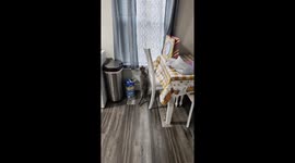 Cat Tries to Jump Through the Window to Bird Feeder