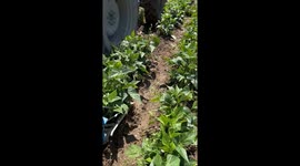 Green Beans Harvesting
