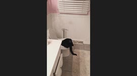 Caught on Camera: Sushi the Cat's Mystery Toilet Break - What is She Doing?