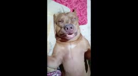 Pet pit bull has hilarious face while snoring