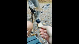 Friendly Deer Comes Calling! Potato Snack Time with Our New Pal