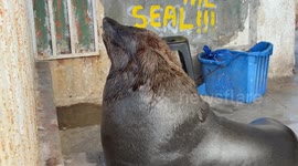 Kalk Bay seal watches food next to wall saying “Don’t feed the seal”