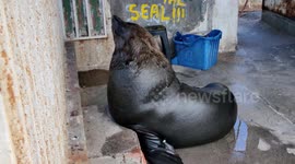 Seal stands next to signage reading “Don’t feed the seal”