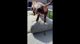 Weiner Dog Pees on Outdoor Furniture