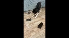 Husky tries to assert dominance over kittens in Jiangxi, China