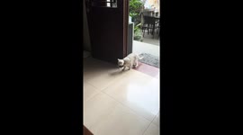 British Shorthair cat drops a live rat inside the house and chases it in Zhejiang, China