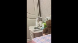 Persian cat gets its head stuck in a paper cup while playing in Zhejiang, China