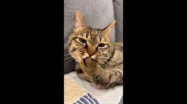 Tabby cat rapidly grooms its paws making funny sounds in Jiangsu, China