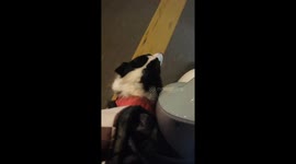 Singing Border Collie joins in duet while riding scooter in Anhui, China