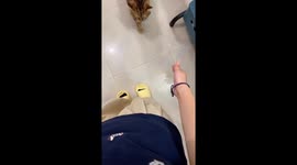 Siberian cat lovingly clings to owner’s legs in Guangdong, China