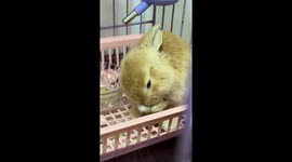Holland Lop rabbit adorably falls asleep after grooming in Hebei, China