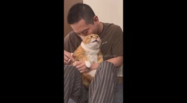 Domestic Shorthair cat reacts angrily during nail trimming in Liaoning, China