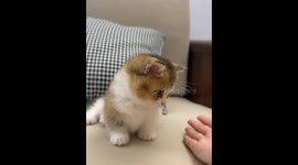 Munchkin cat gently follows owner’s hand gesture in Guangdong, China