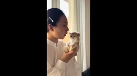 Woman gently teases Scottish Fold kitten in Jilin, China