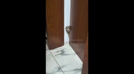 Chubby tabby squeezes through narrow door in Zhejiang, China