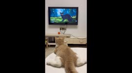 Cat watches cartoon with amazement in Guangdong, China