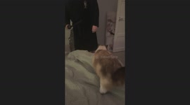 Cat’s playful act after pretending to get slashed in Great Yarmouth, UK